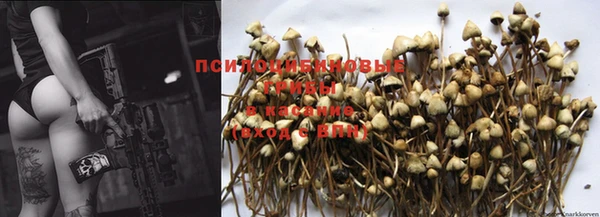 крисы Баксан
